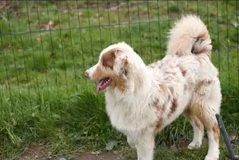 Roxie golden lady de gens de garonne