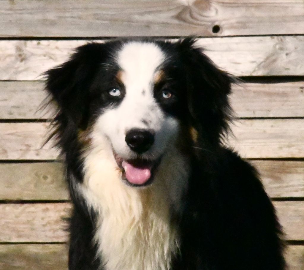 Samba Des Minis Pepites