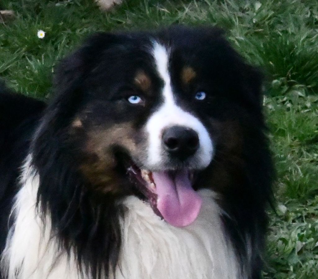 Sirius Des Bergers Aux Yeux De Ciel